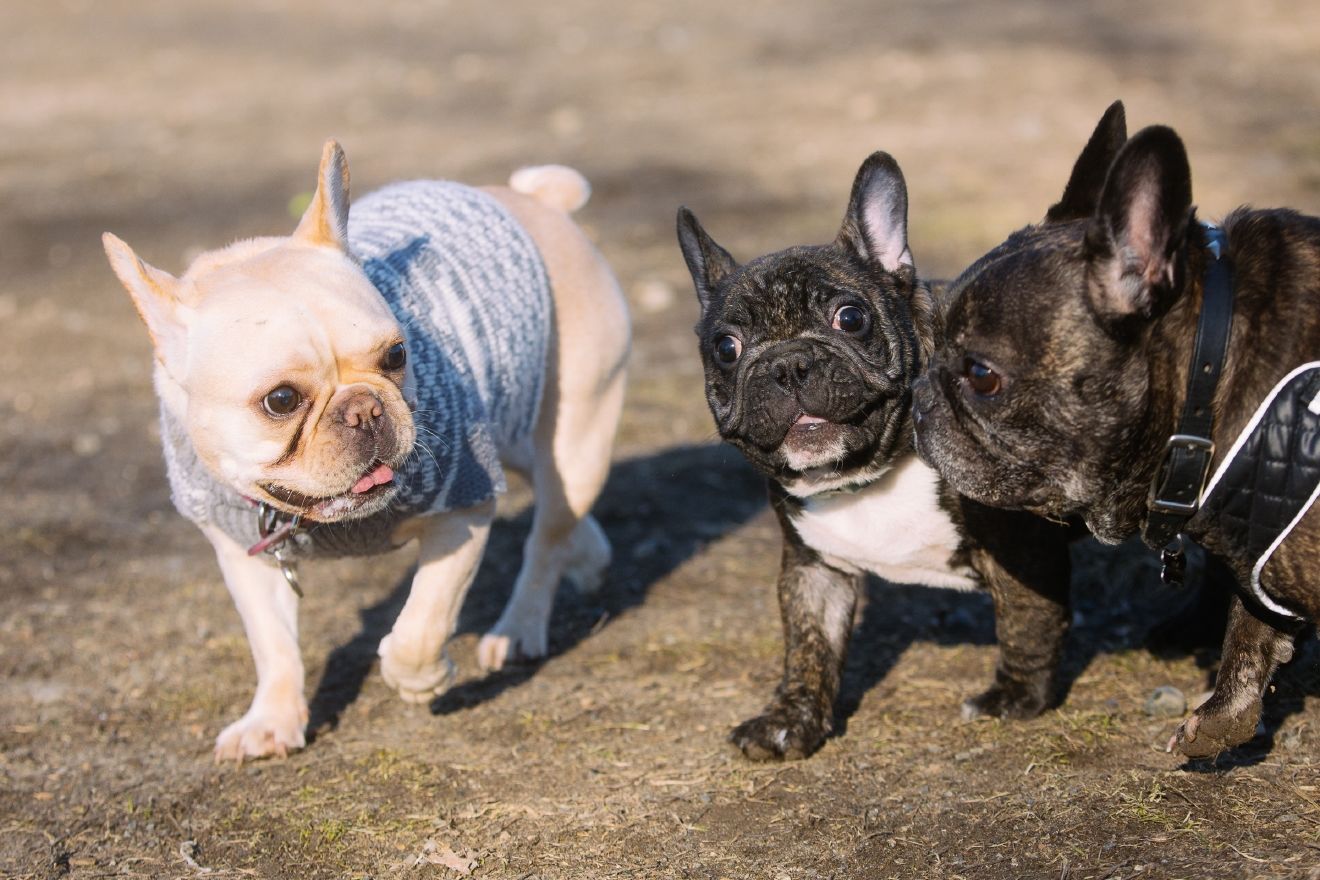 French Bull dogs